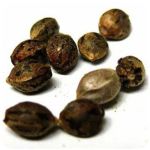 Семена марихуаны АК-47  (Seeds AK-47) в Полевском